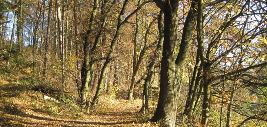 herbstlicher Wald Foto