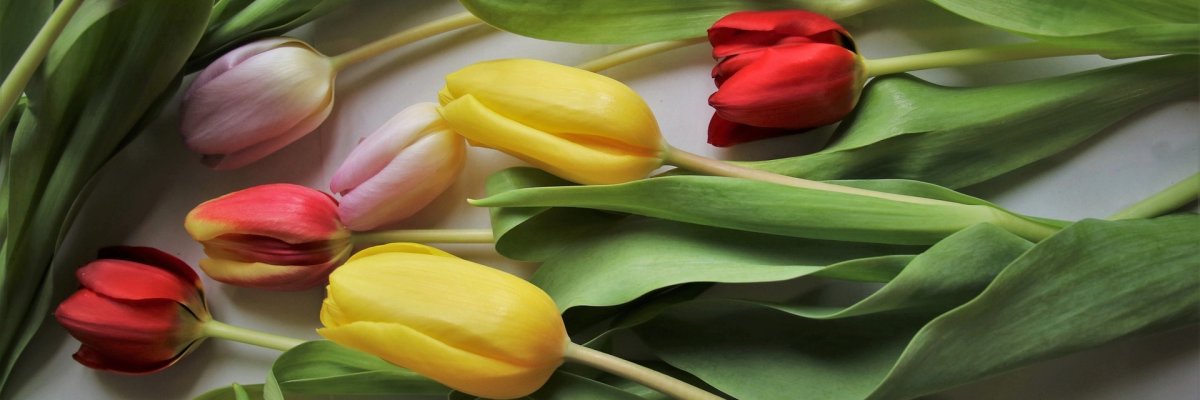 Foto Tulpen