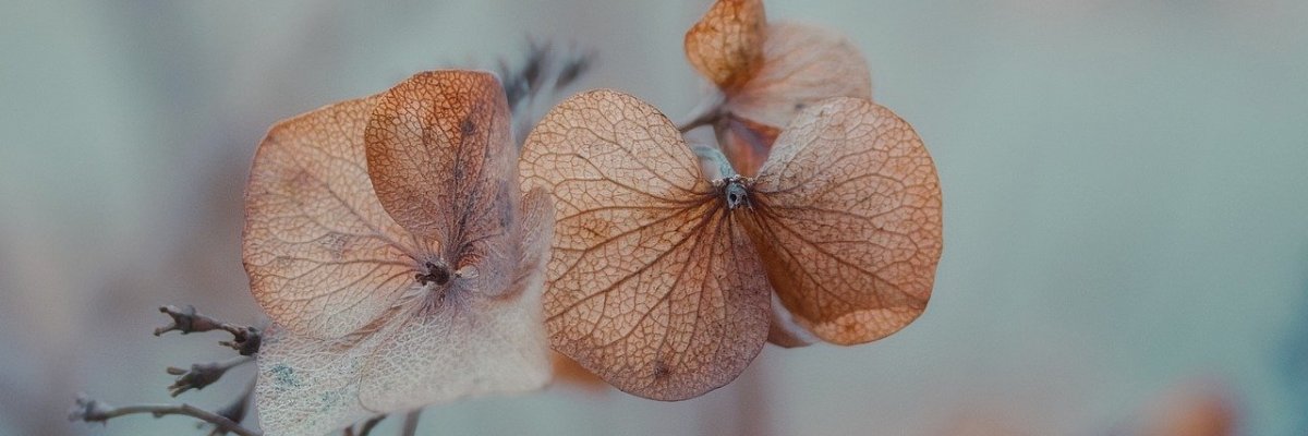 Foto Blume