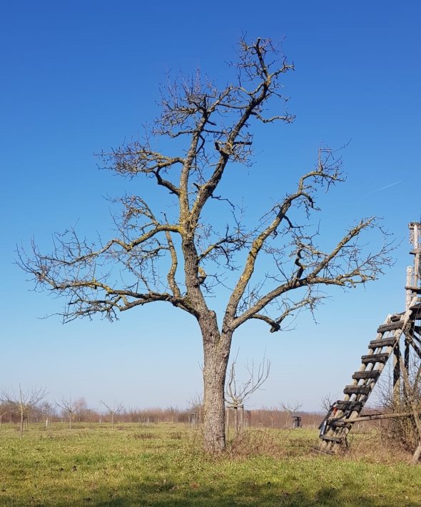 Foto eines gut gepflegten Altbaumes