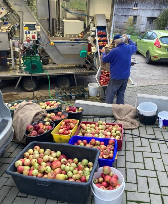 Foto von Äpfeln bei der Kelterei