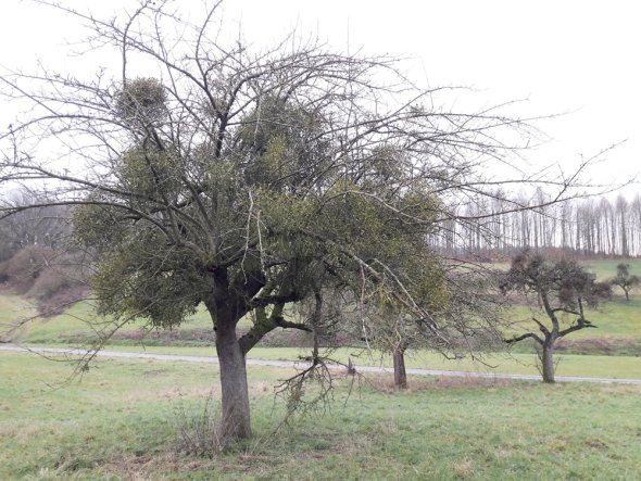 Obstbaum mit starkem Mistelbefall