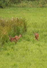 Reh mit Kitzen Reh mit Kitzen