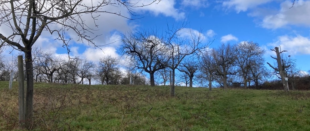 Foto einer Streuobstwiese