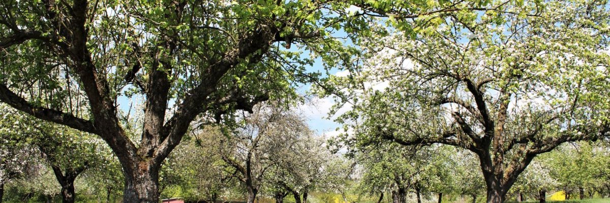 Foto einer Streuobstwiese