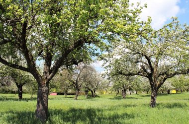 Foto einer Streuobstwiese