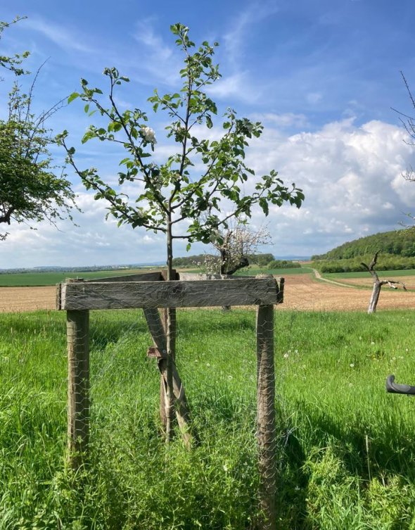 Foto Obstbaum mit Verbissschutz