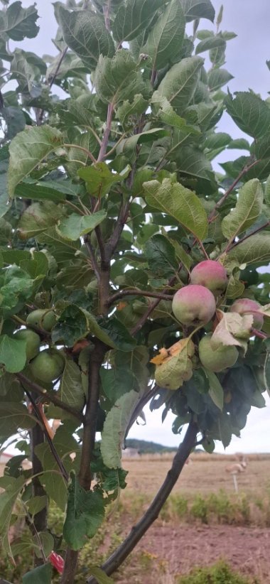 Foto Apfelbaum-Zweig