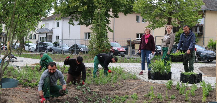 Foto Pflanzungen
