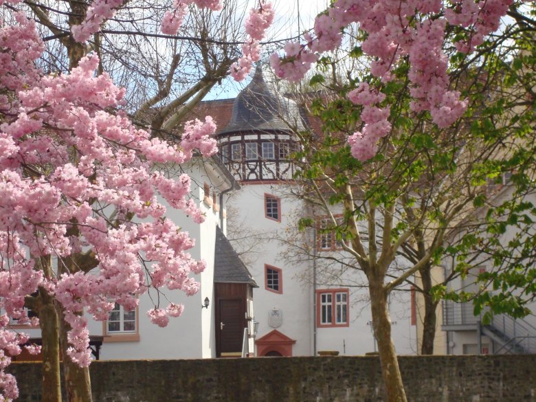 Foto Schloss im Frühjahr mit Kirschbäumen