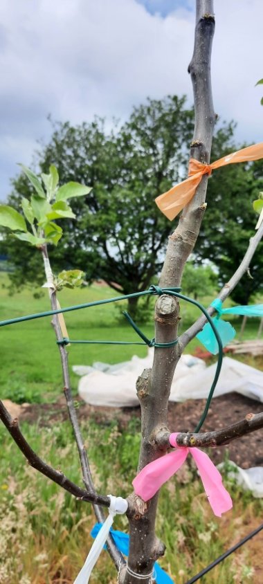 Foto Apfelbaum-Zweig
