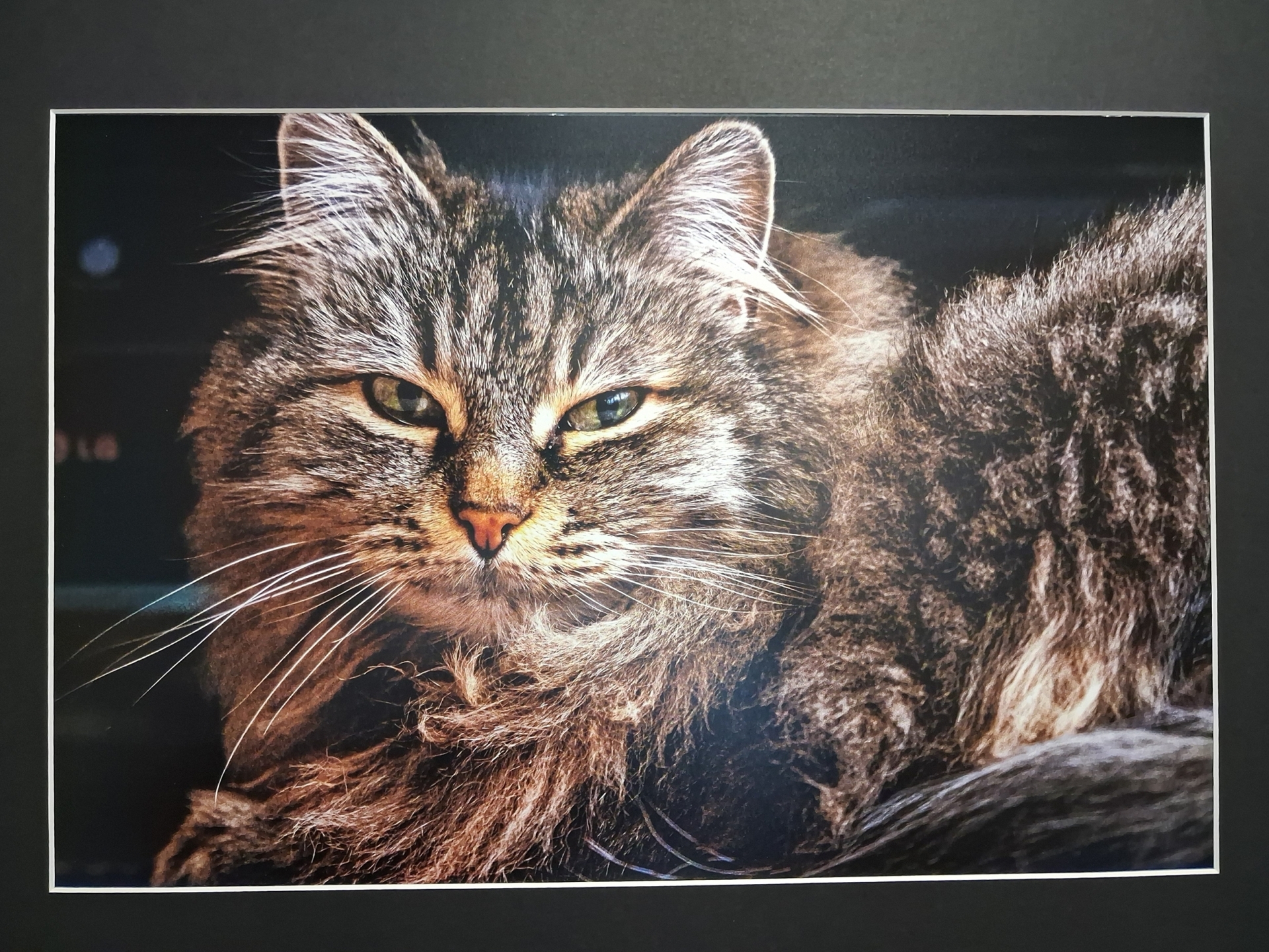 Kunstfotografie Katze - Adalbert Fleck