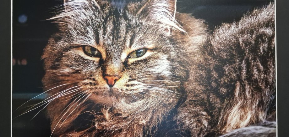 Kunstfotografie Katze - Adalbert Fleck