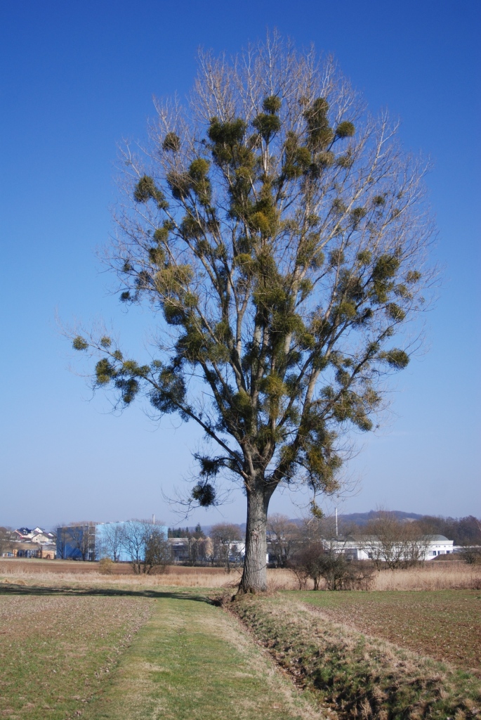 Baum mit Mistelbefall