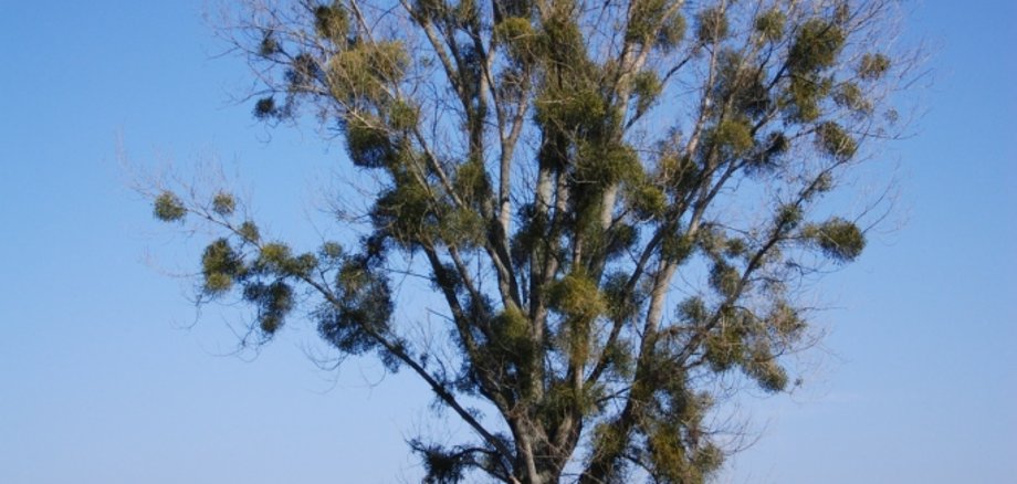 Baum mit Mistelbefall