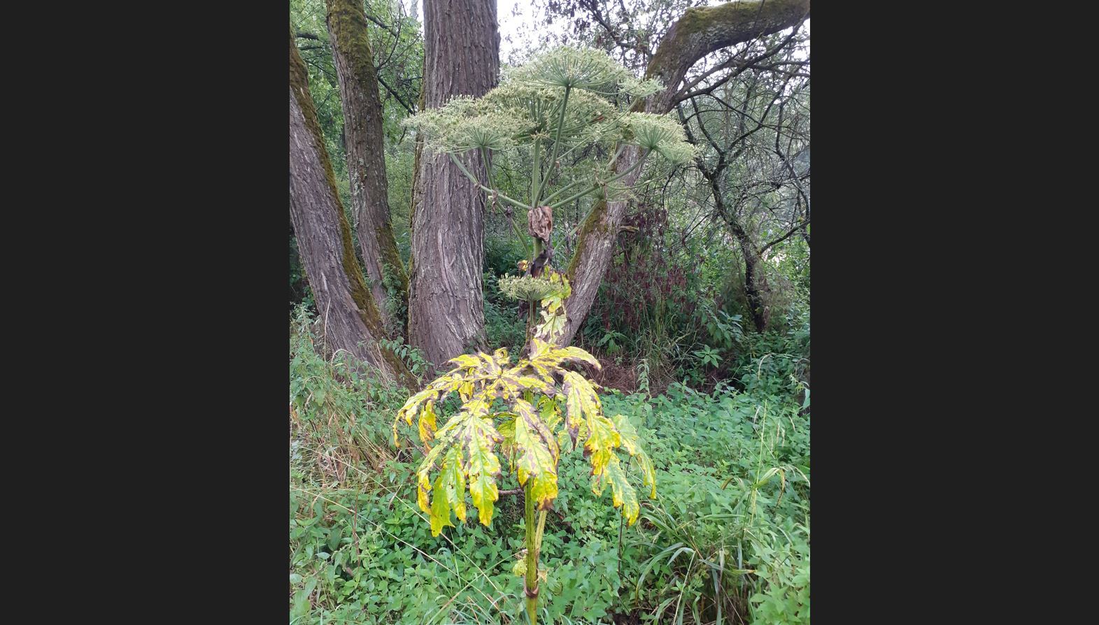 Foto Bärenklau mit gelben Blättern