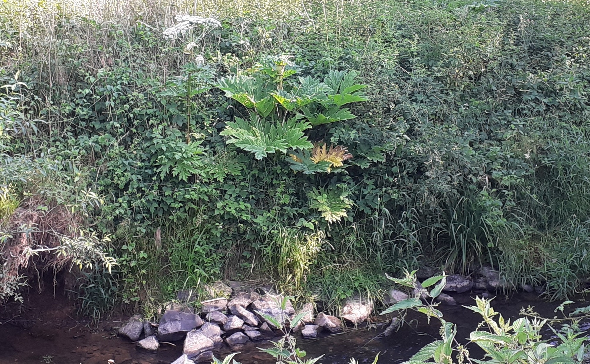 Foto von Riesen-Bärenklau am Gewässer