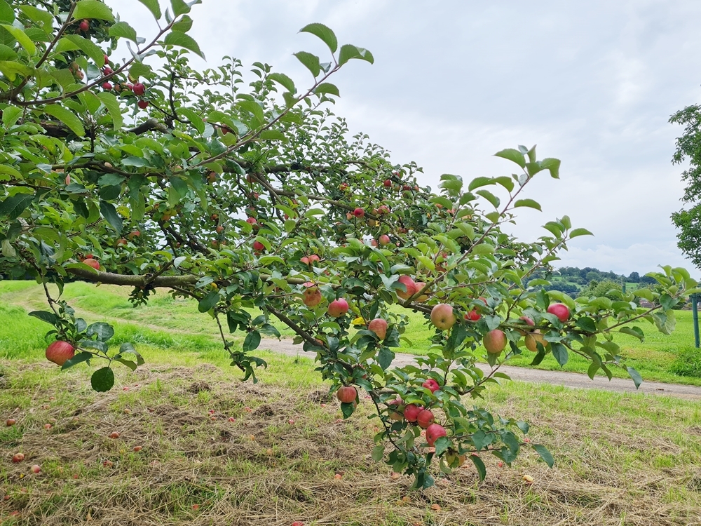 Foto von Ast mit Äpfeln