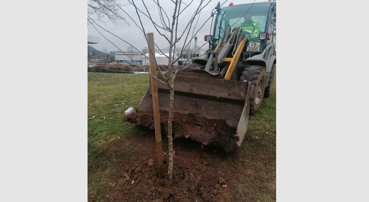 Foto Bagger und junger Baum