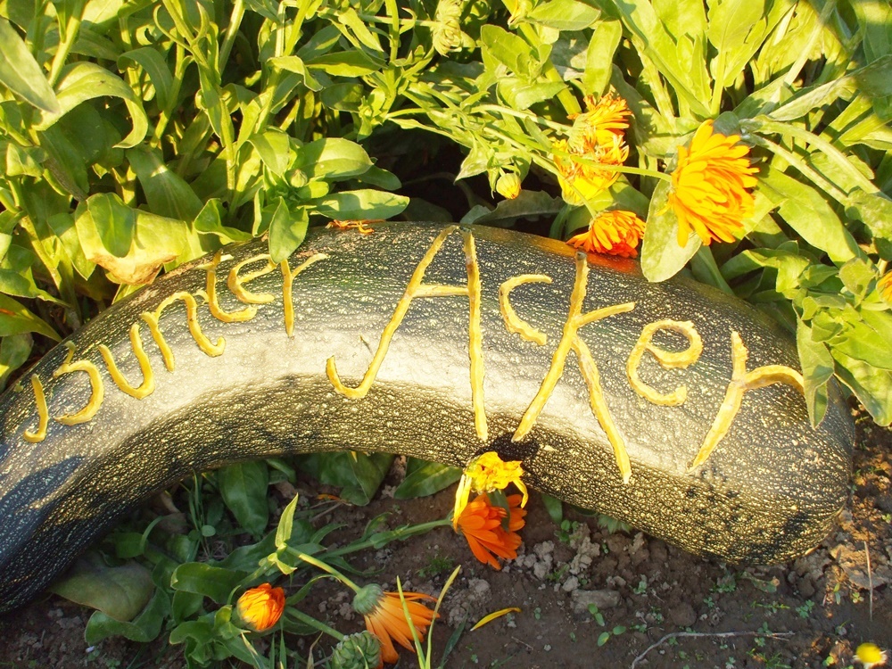 Logo Bunter Acker Wallernhausen