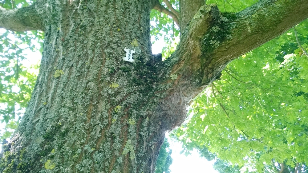 Foto Baumstamm mit Gespinnst