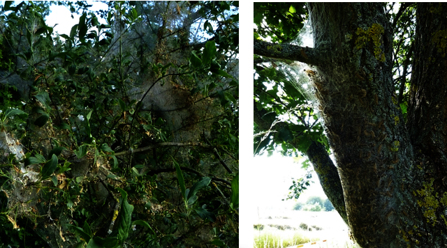 Foto Eichenprozessionsspinner