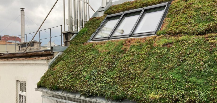 Foto eines grünen Daches