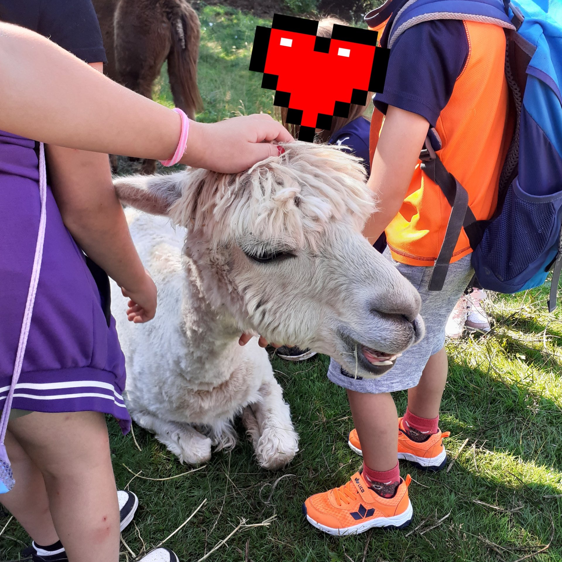 Jugendliche mit einem Alpaka