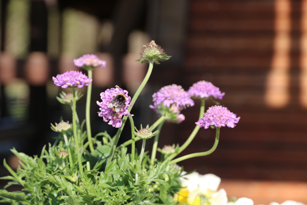 Foto Hummel