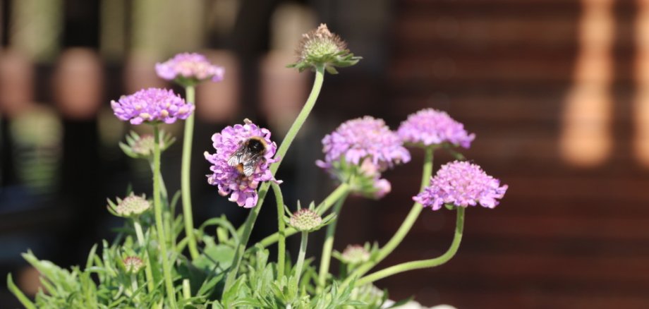 Foto Hummel