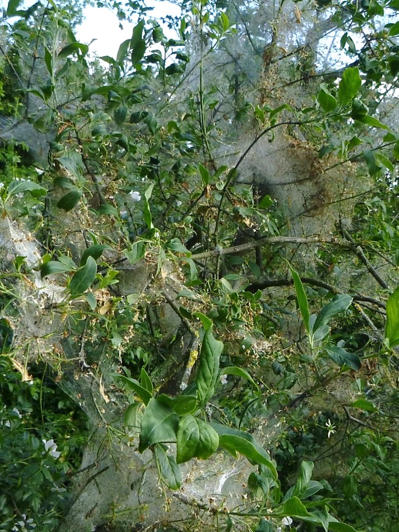 Beispielfoto Gespinnstmotten