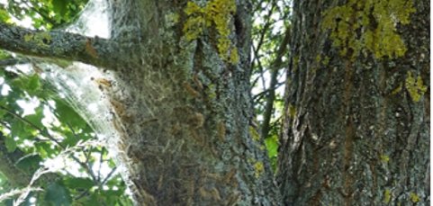 Foto Eichenprozessionsspinner an einem Baum