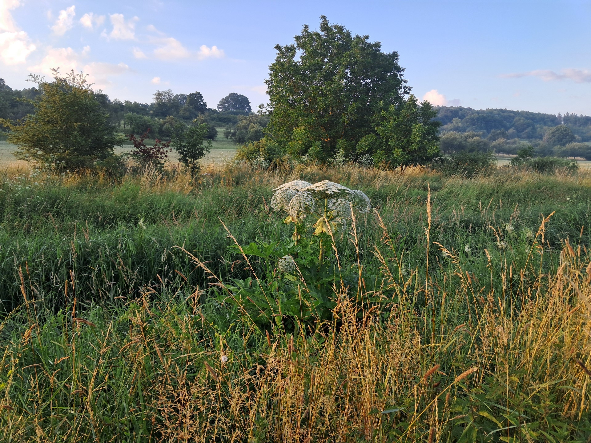 Foto Riesenbärenklau