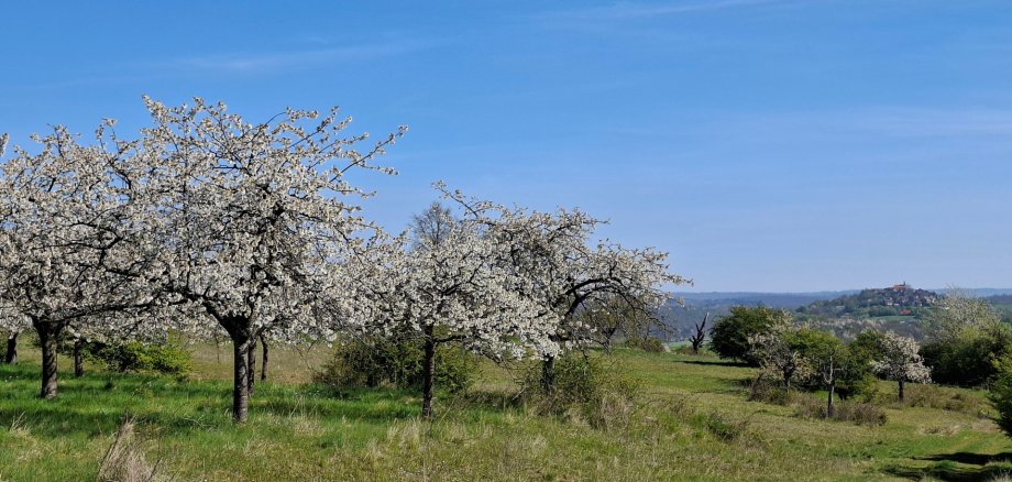 Foto Streuobstwiese