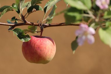 Foto Apfel