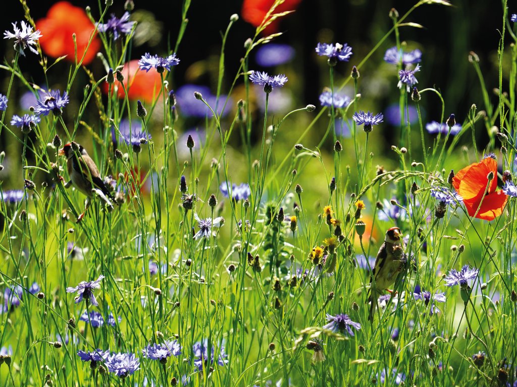 Foto Stieglitze an Kornblumen