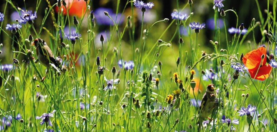 Foto Stieglitze an Kornblumen
