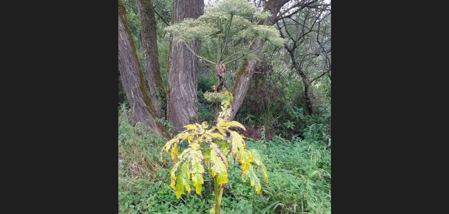 Foto Bärenklau mit gelben Blättern