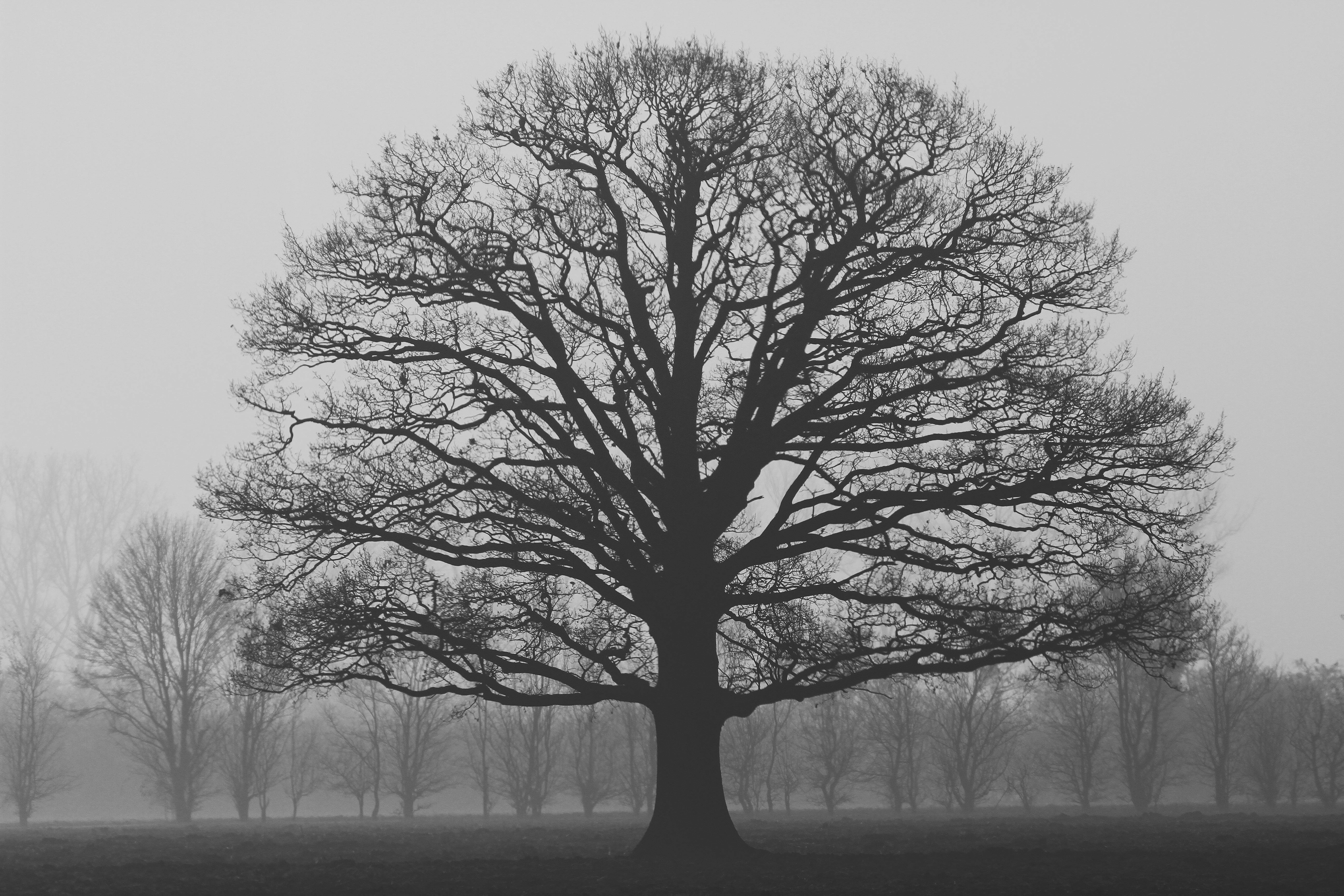 Baum im Nebel