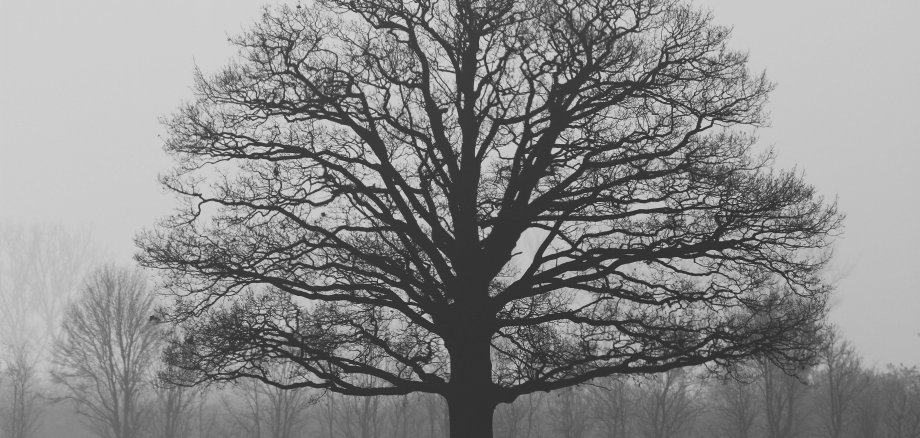 Baum im Nebel
