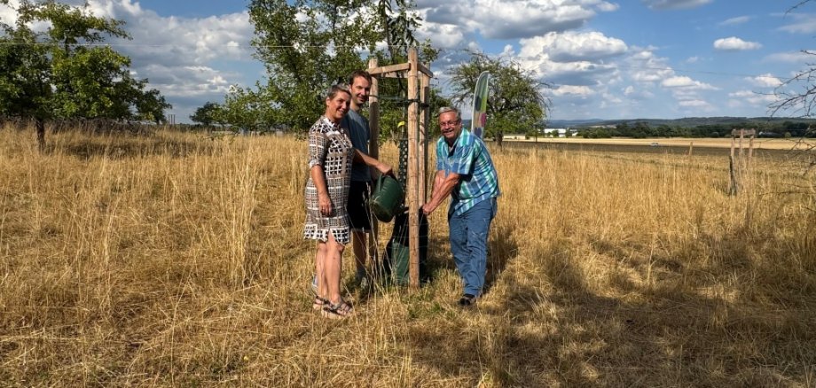Foto kleiner Nussbaum wird gegossen