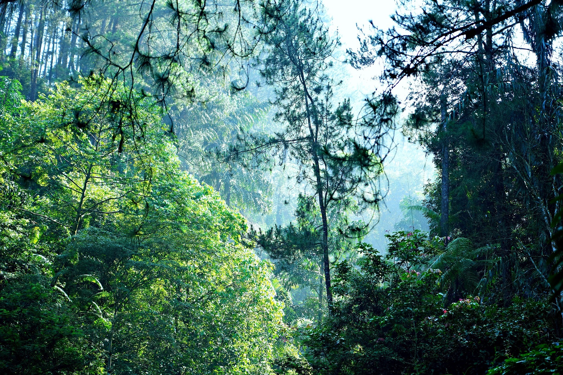 Foto Wald