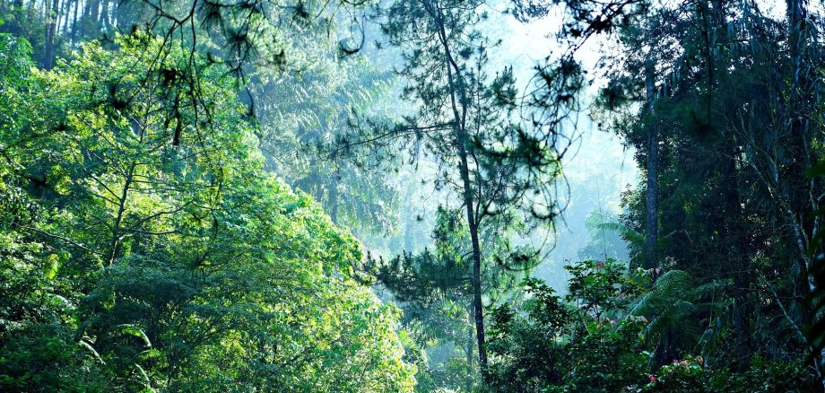 Foto Wald