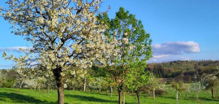 Foto Streuobstwiese