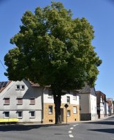 Foto Fauerbach