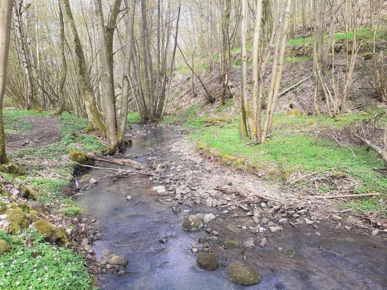 Foto: Etwas breiterer Bachlauf