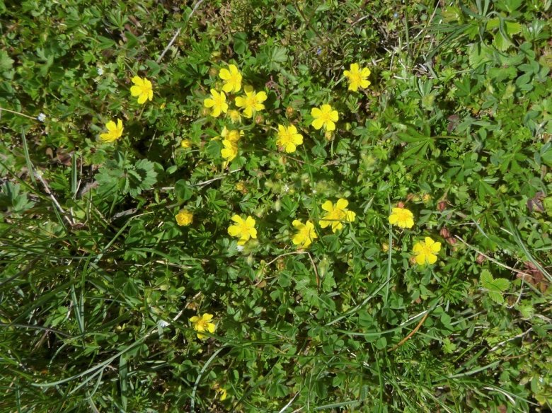 Foto: Blühendes Frühlings-Fingerkraut und andere Arten