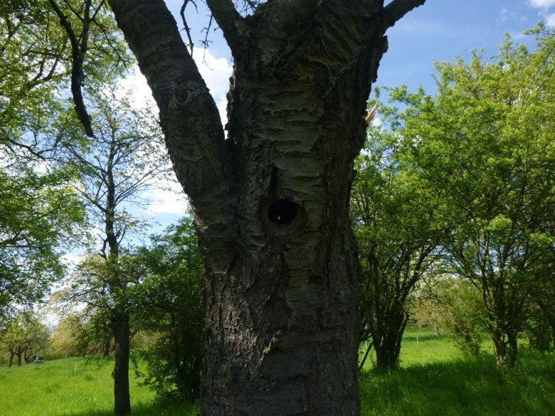 Foto: Spechthöhle in altem Kirschbaum