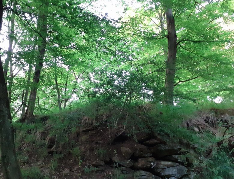 Foto: Wald auf Basalt