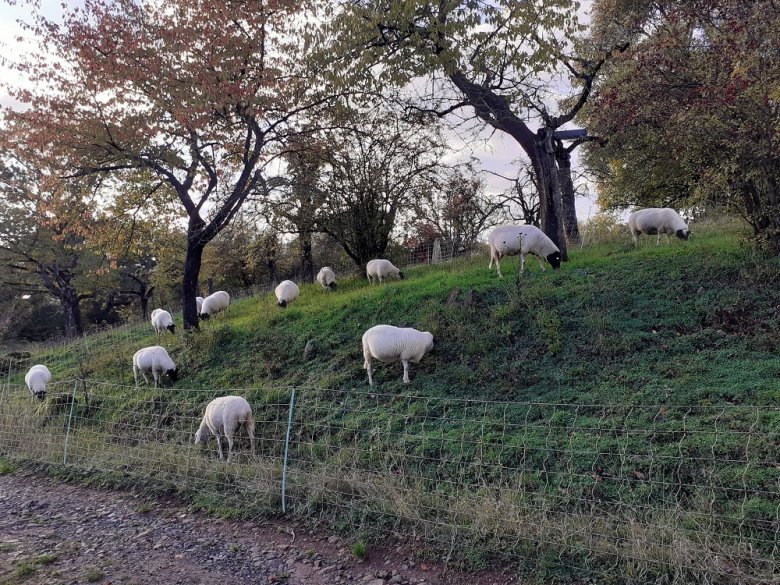 Foto: Nutzung einer Wegböschung und Streuobst zur Schafbeweidung